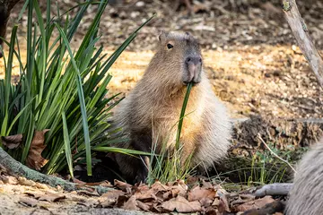 Celebrate Christmas with our animals at London Zoo | London Zoo